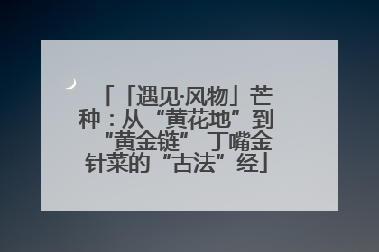「遇见·风物」芒种：从“黄花地”到“黄金链” 丁嘴金针菜的“古法”经