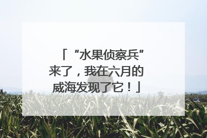 “水果侦察兵”来了，我在六月的威海发现了它！