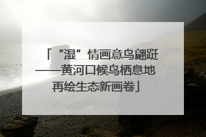 “湿”情画意鸟翩跹——黄河口候鸟栖息地再绘生态新画卷