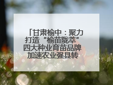 甘肃榆中：聚力打造“榆苗陇萃”四大种业育苗品牌 加速农业强县转型步伐
