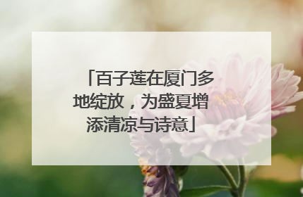 百子莲在厦门多地绽放，为盛夏增添清凉与诗意