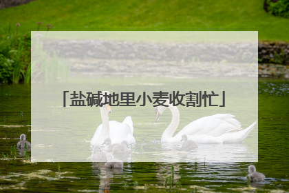 盐碱地里小麦收割忙