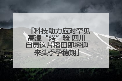 科技助力应对罕见高温“烤”验 四川自贡这片稻田即将迎来头季孕穗期