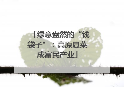 绿意盎然的“钱袋子”：高原夏菜成富民产业
