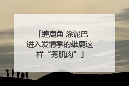 缠鹿角 涂泥巴 进入发情季的雄鹿这样“秀肌肉”