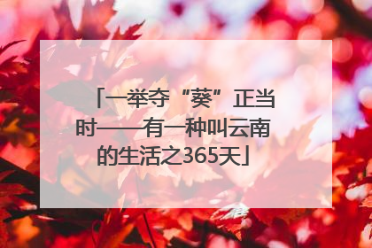 一举夺“葵”正当时——有一种叫云南的生活之365天