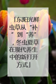 东阳光鲜虫草从“补”到“养”，冬虫夏草在现代养生中的新打开方式