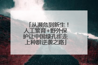 从濒危到新生！人工繁育+野外保护让中国绿孔雀走上种群逆袭之路