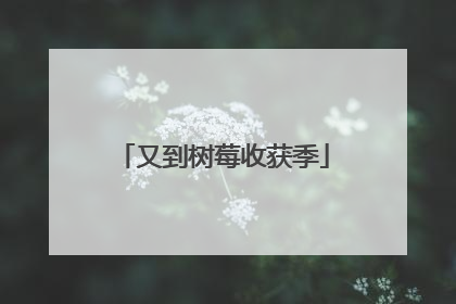 又到树莓收获季