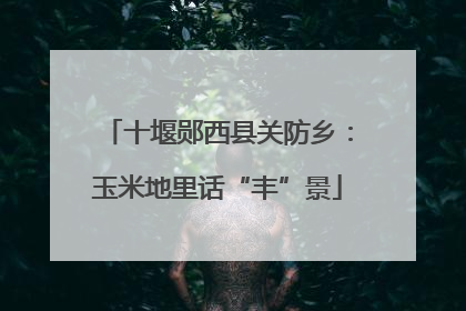 十堰郧西县关防乡：玉米地里话“丰”景