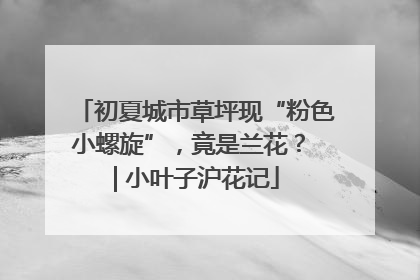 初夏城市草坪现“粉色小螺旋”，竟是兰花？ | 小叶子沪花记