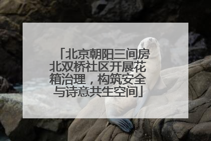 北京朝阳三间房北双桥社区开展花箱治理，构筑安全与诗意共生空间
