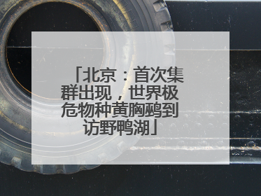 北京：首次集群出现，世界极危物种黄胸鹀到访野鸭湖