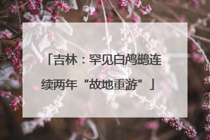 吉林：罕见白鸬鹚连续两年“故地重游”