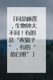同是睡莲，生物钟大不同！有的是“夜猫子”，有的“值白班”