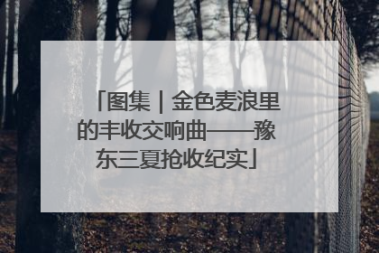 图集｜金色麦浪里的丰收交响曲——豫东三夏抢收纪实