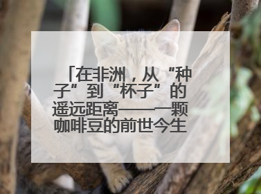 在非洲，从“种子”到“杯子”的遥远距离——一颗咖啡豆的前世今生（三）