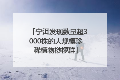 宁洱发现数量超3000株的大规模珍稀植物桫椤群