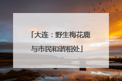 大连：野生梅花鹿与市民和谐相处