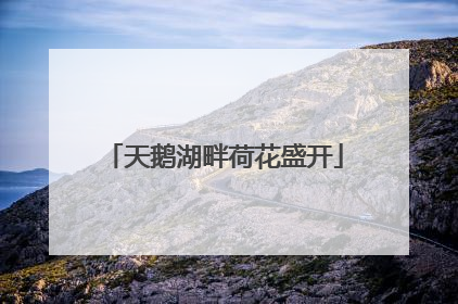 天鹅湖畔荷花盛开