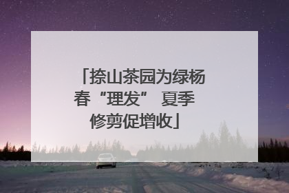 捺山茶园为绿杨春“理发” 夏季修剪促增收