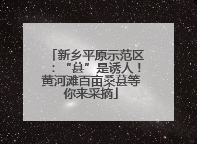 新乡平原示范区：“葚”是诱人！黄河滩百亩桑葚等你来采摘