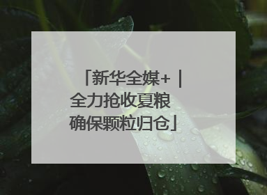 新华全媒+｜全力抢收夏粮 确保颗粒归仓