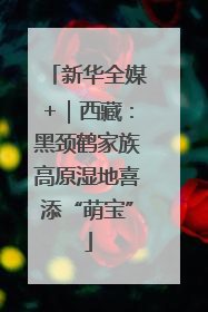 新华全媒+｜西藏：黑颈鹤家族高原湿地喜添“萌宝”