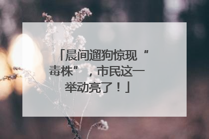 晨间遛狗惊现“毒株”，市民这一举动亮了！
