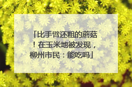 比手臂还粗的蘑菇！在玉米地被发现，柳州市民：能吃吗
