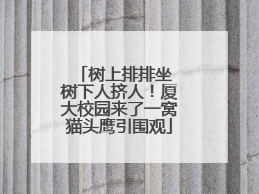 树上排排坐 树下人挤人！厦大校园来了一窝猫头鹰引围观