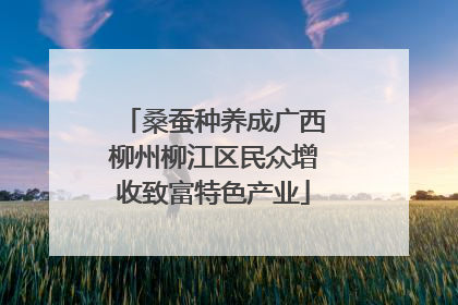 桑蚕种养成广西柳州柳江区民众增收致富特色产业