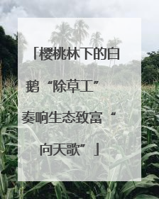 樱桃林下的白鹅“除草工” 奏响生态致富“向天歌”