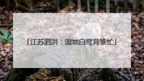 江苏泗洪：湿地白鹭育雏忙