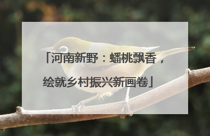 河南新野：蟠桃飘香，绘就乡村振兴新画卷