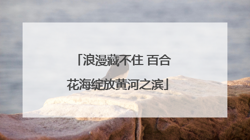 浪漫藏不住 百合花海绽放黄河之滨