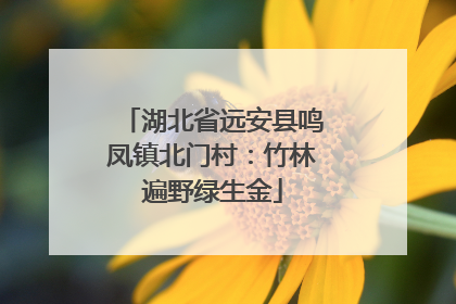 湖北省远安县鸣凤镇北门村：竹林遍野绿生金