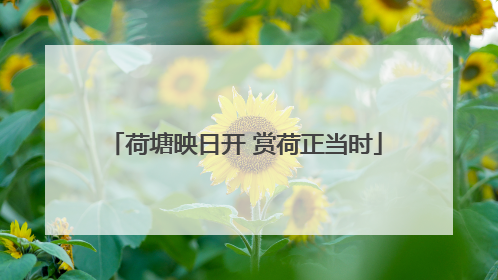 荷塘映日开 赏荷正当时