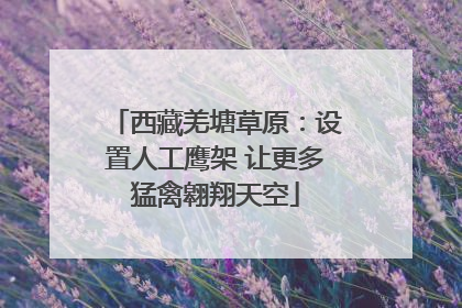 西藏羌塘草原：设置人工鹰架 让更多猛禽翱翔天空
