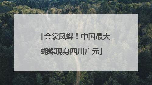 金裳凤蝶！中国最大蝴蝶现身四川广元