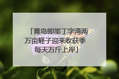 青岛即墨丁字湾两万亩蛏子迎来收获季 每天万斤上岸