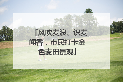 风吹麦浪、识麦闻香，市民打卡金色麦田景观