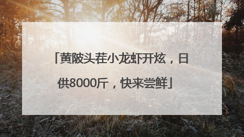 黄陂头茬小龙虾开炫，日供8000斤，快来尝鲜