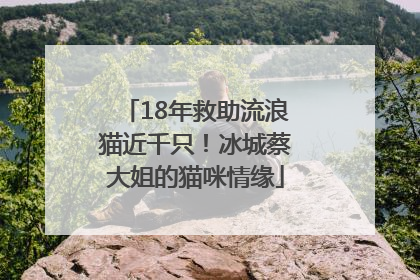 18年救助流浪猫近千只！冰城蔡大姐的猫咪情缘
